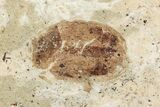 Fossil Diving Beetle (Dytiscidae) - France #254527-1